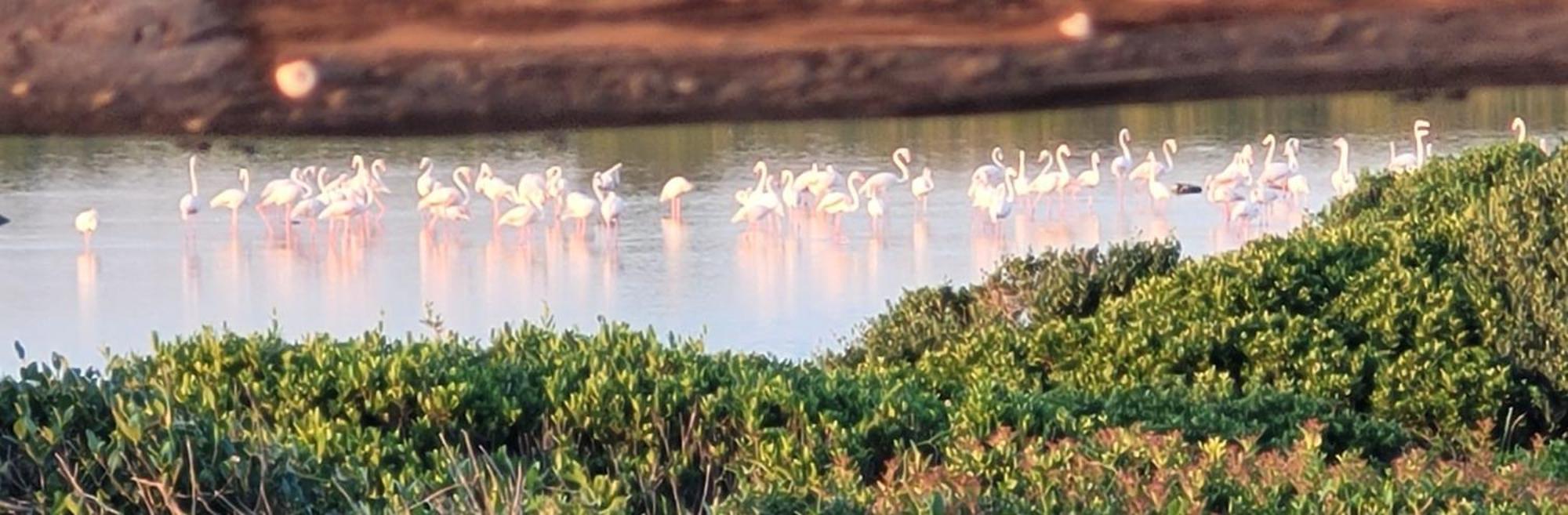 فيلا Mare Sole Vento 38 Punta Prosciutto توري كوليمينا المظهر الخارجي الصورة